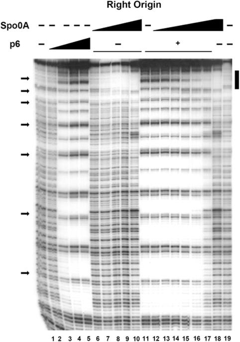 https://cdn.ncbi.nlm.nih.gov/pmc/blobs/c69f/2731898/960d69039a4d/gkp504f7.jpg