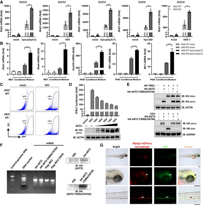 https://cdn.ncbi.nlm.nih.gov/pmc/blobs/c6a1/8922272/2ed1640d7e83/EMBJ-41-e108016-g005.jpg
