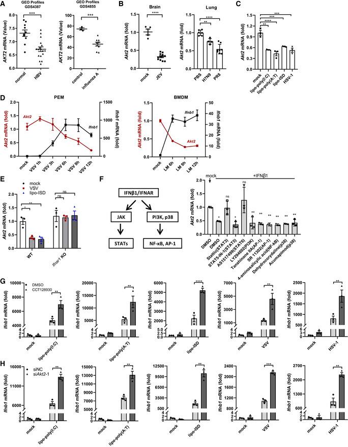 https://cdn.ncbi.nlm.nih.gov/pmc/blobs/c6a1/8922272/432cc60f5af0/EMBJ-41-e108016-g007.jpg