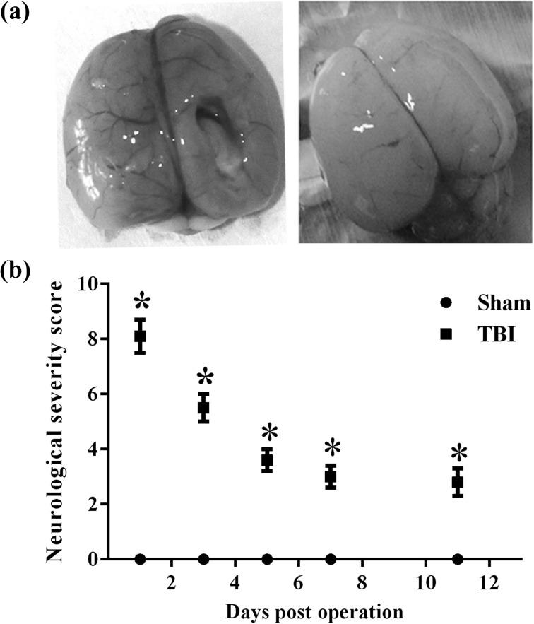 https://cdn.ncbi.nlm.nih.gov/pmc/blobs/c6a8/5657740/4f4995d27468/10.1177_0963689717716510-fig1.jpg