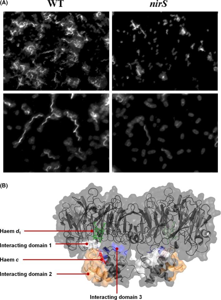 https://cdn.ncbi.nlm.nih.gov/pmc/blobs/c6a9/5658584/09e6259b0870/MBT2-10-1523-g003.jpg