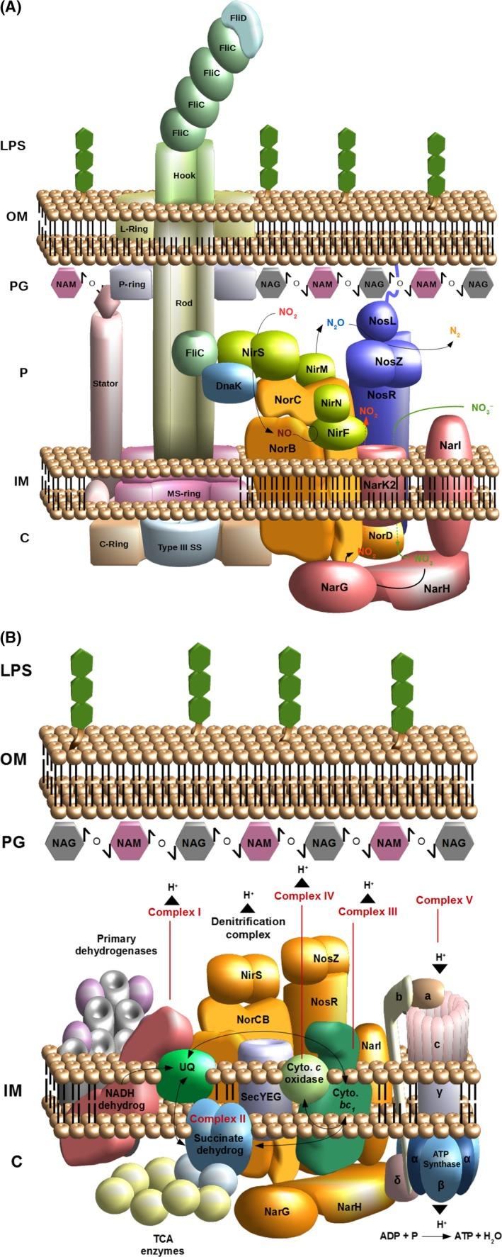 https://cdn.ncbi.nlm.nih.gov/pmc/blobs/c6a9/5658584/84b2643d4ee2/MBT2-10-1523-g002.jpg