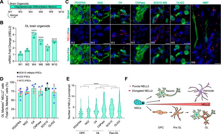 https://cdn.ncbi.nlm.nih.gov/pmc/blobs/c6ad/8899196/3ec2150d67fe/fcell-10-803061-g004.jpg
