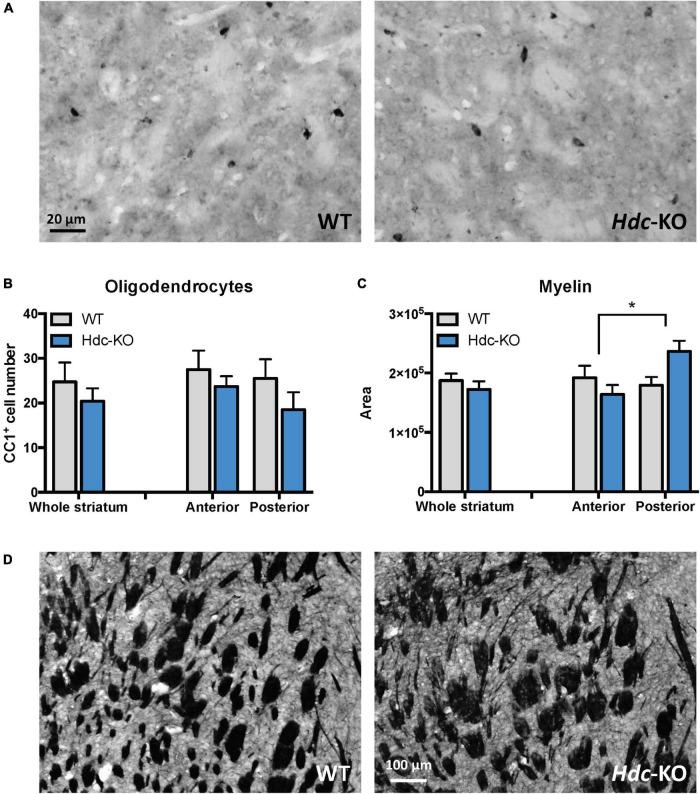 https://cdn.ncbi.nlm.nih.gov/pmc/blobs/c6ae/9731796/534c0ec9e7e6/fnmol-15-1037481-g003.jpg