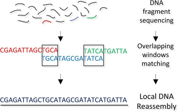 https://cdn.ncbi.nlm.nih.gov/pmc/blobs/c6b3/3726446/e8155251559a/1756-0381-6-13-2.jpg
