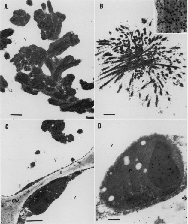 https://cdn.ncbi.nlm.nih.gov/pmc/blobs/c6b6/1075569/b135dacc990d/plntphys00709-0450-a.jpg