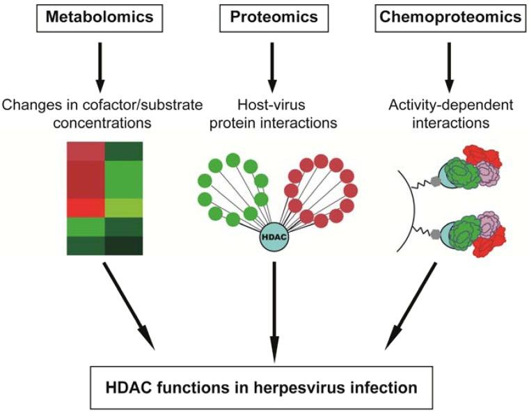 https://cdn.ncbi.nlm.nih.gov/pmc/blobs/c6b7/3738950/d2b407d7bbb4/viruses-05-01607-g003.jpg