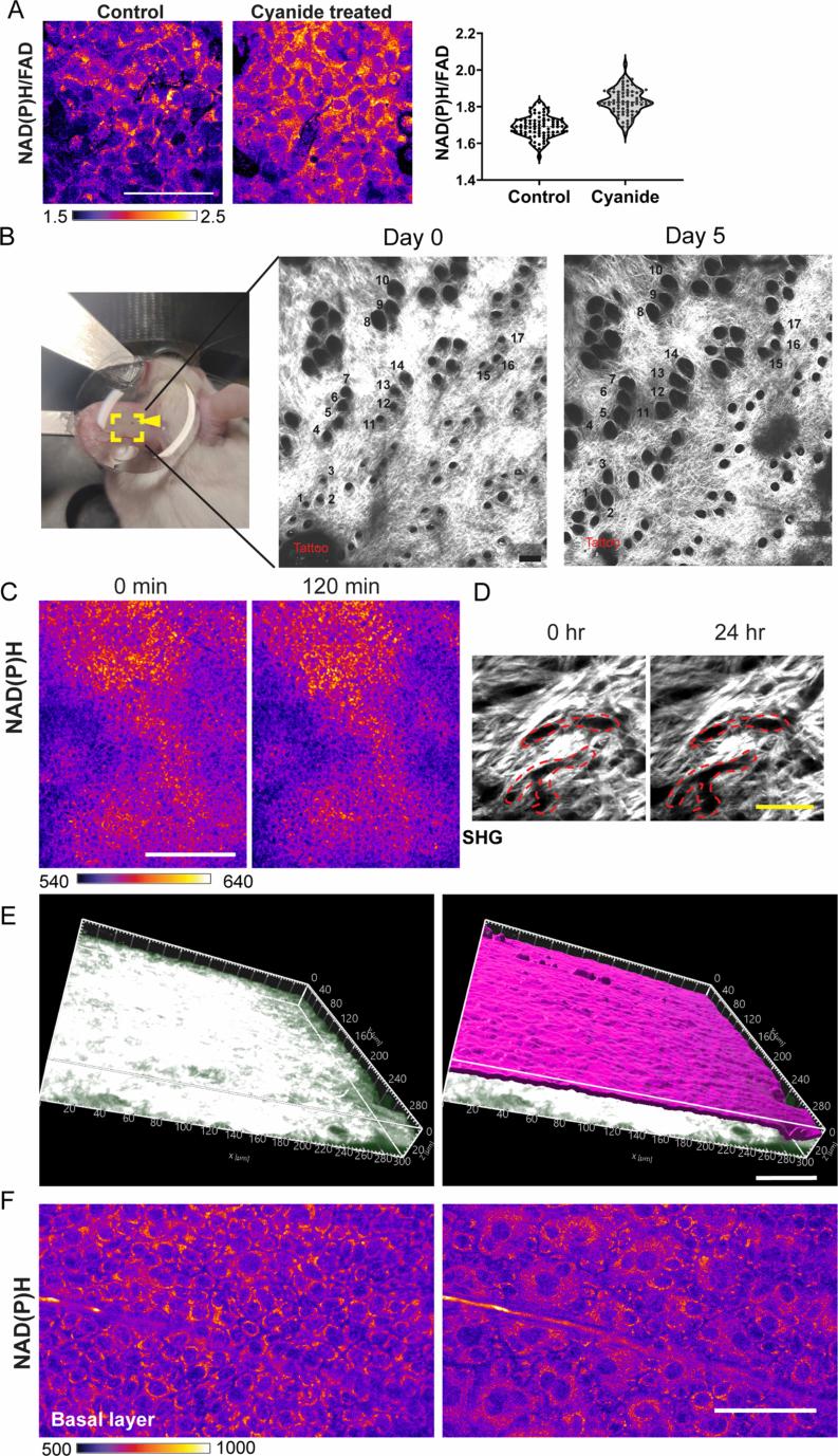 https://cdn.ncbi.nlm.nih.gov/pmc/blobs/c6bc/11821535/4a8ac3aee221/41556_2024_1574_Fig8_ESM.jpg