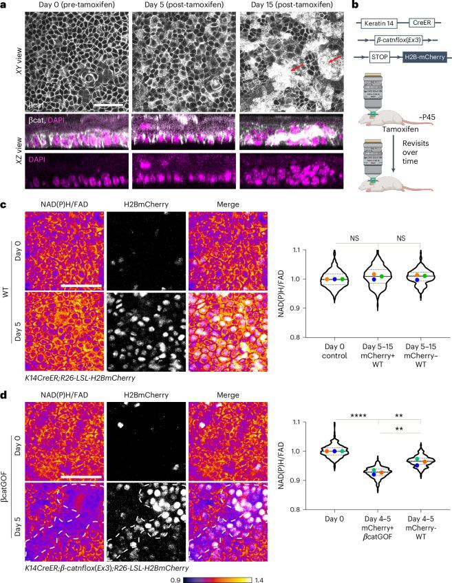 https://cdn.ncbi.nlm.nih.gov/pmc/blobs/c6bc/11821535/a154e90a4838/41556_2024_1574_Fig2_HTML.jpg