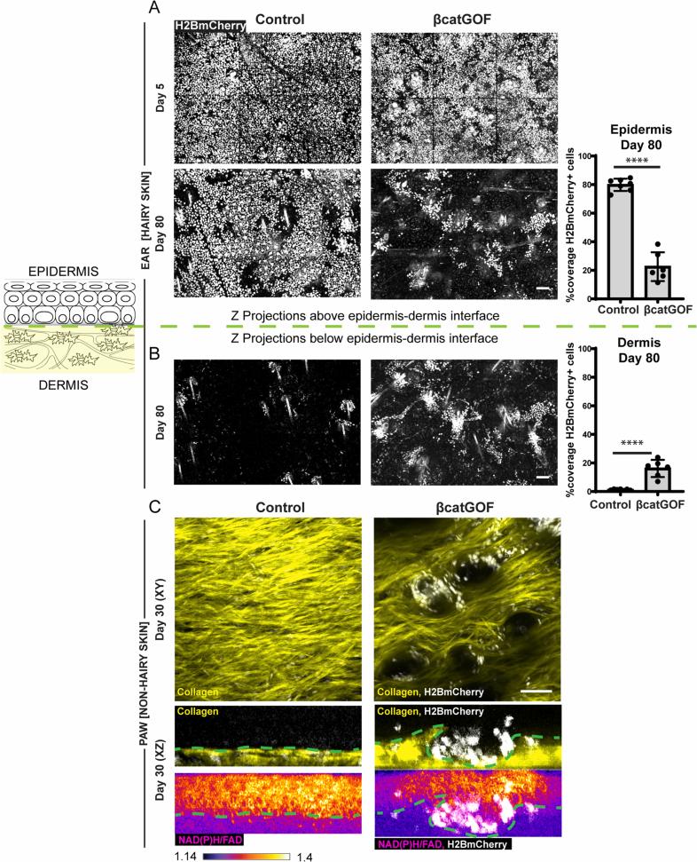 https://cdn.ncbi.nlm.nih.gov/pmc/blobs/c6bc/11821535/d36164478036/41556_2024_1574_Fig10_ESM.jpg