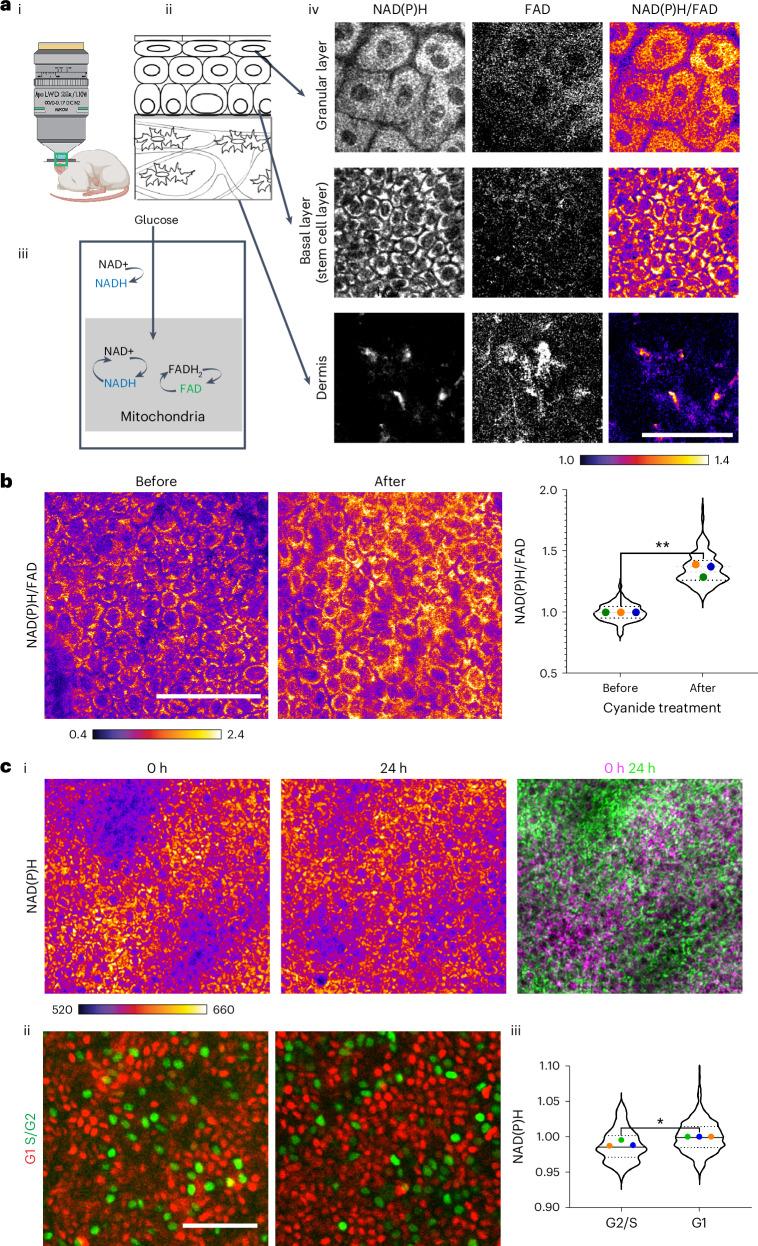 https://cdn.ncbi.nlm.nih.gov/pmc/blobs/c6bc/11821535/f2d127597121/41556_2024_1574_Fig1_HTML.jpg