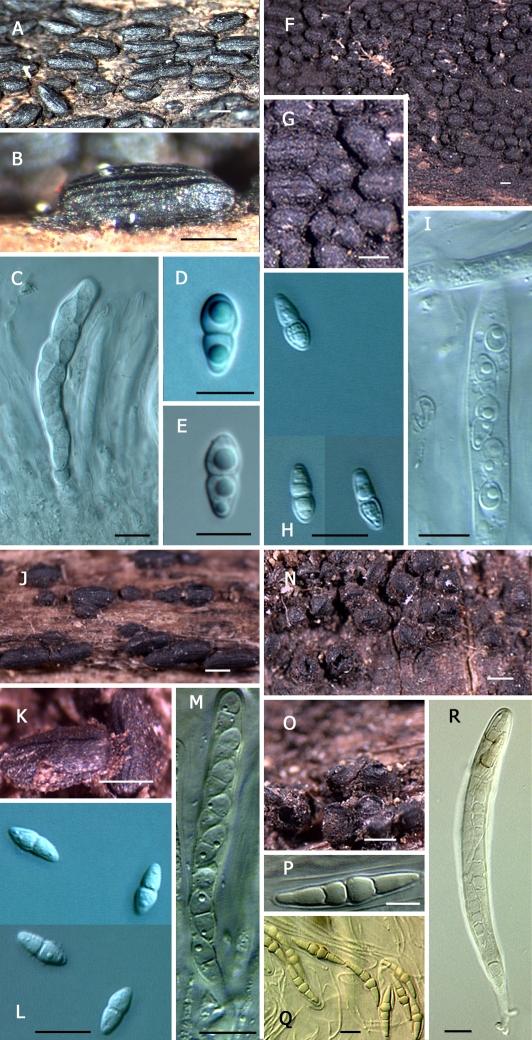 https://cdn.ncbi.nlm.nih.gov/pmc/blobs/c6c1/2816966/89f1ff5b47a0/49fig9.jpg
