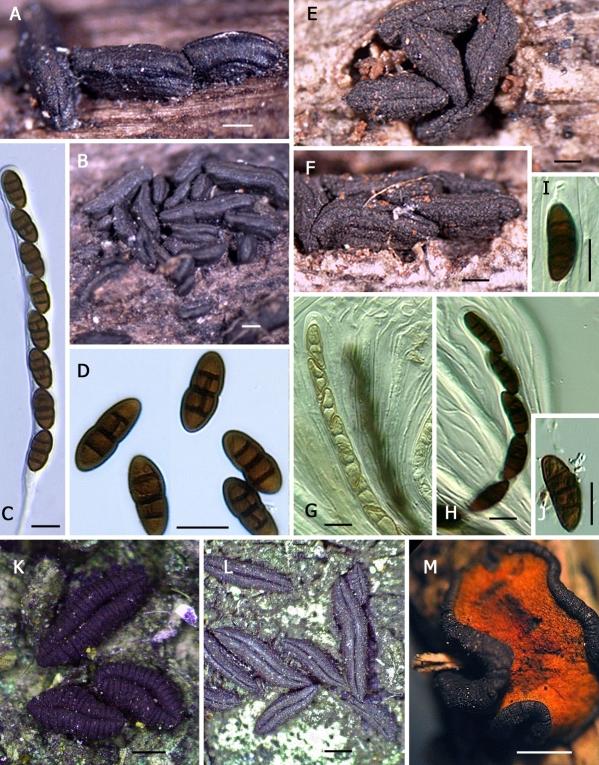 https://cdn.ncbi.nlm.nih.gov/pmc/blobs/c6c1/2816966/d72f966691dc/49fig10.jpg