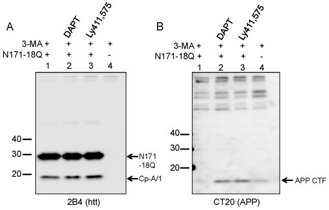 https://cdn.ncbi.nlm.nih.gov/pmc/blobs/c6c2/3517621/2971ff2a3083/pone.0050750.g006.jpg