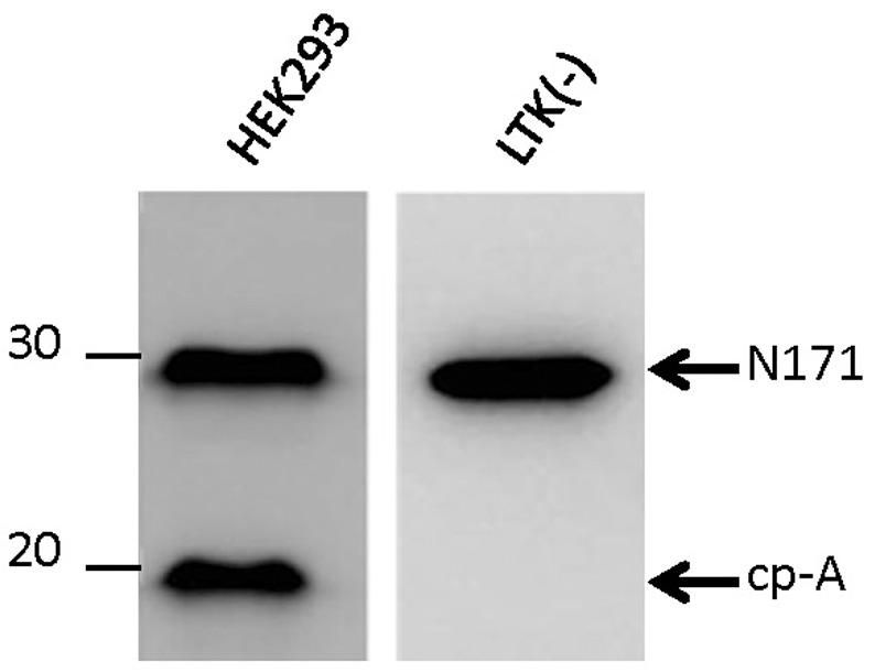 https://cdn.ncbi.nlm.nih.gov/pmc/blobs/c6c2/3517621/41e697f8d91a/pone.0050750.g001.jpg