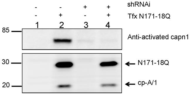 https://cdn.ncbi.nlm.nih.gov/pmc/blobs/c6c2/3517621/6fcfa81e3b62/pone.0050750.g004.jpg