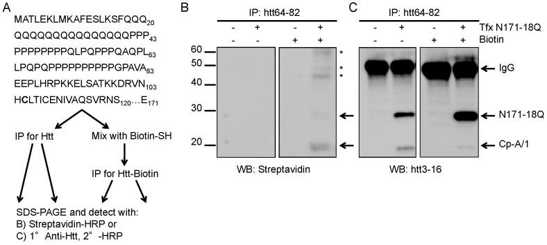 https://cdn.ncbi.nlm.nih.gov/pmc/blobs/c6c2/3517621/becfa94ac70d/pone.0050750.g003.jpg