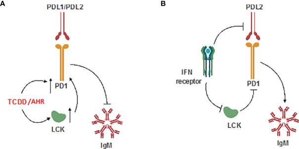 https://cdn.ncbi.nlm.nih.gov/pmc/blobs/c6c6/9088000/9a18b42a68b0/fimmu-13-884203-g012.jpg