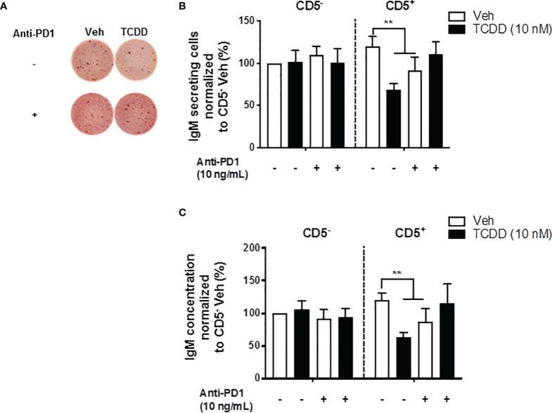 https://cdn.ncbi.nlm.nih.gov/pmc/blobs/c6c6/9088000/eabed6c2c510/fimmu-13-884203-g008.jpg