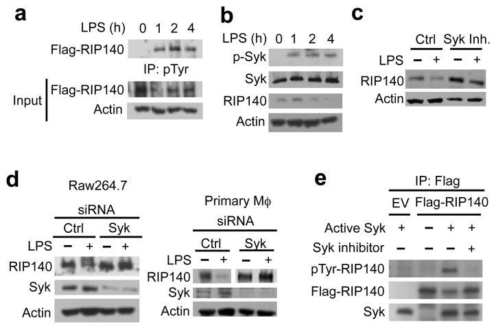 https://cdn.ncbi.nlm.nih.gov/pmc/blobs/c6c9/3309172/efd59d8399b2/nihms350133f4.jpg