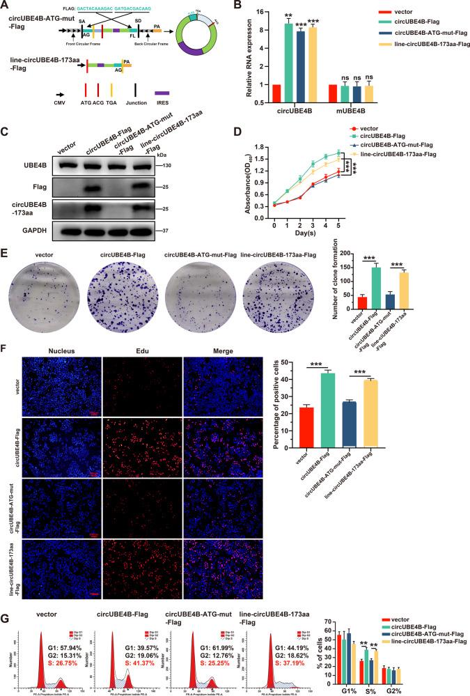 https://cdn.ncbi.nlm.nih.gov/pmc/blobs/c6ca/10235080/6f3e5279857f/41419_2023_5865_Fig4_HTML.jpg