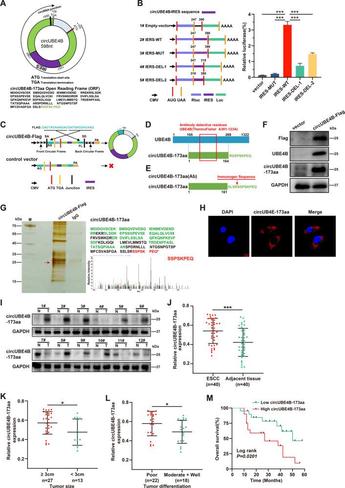 https://cdn.ncbi.nlm.nih.gov/pmc/blobs/c6ca/10235080/9fa6d24807e9/41419_2023_5865_Fig3_HTML.jpg