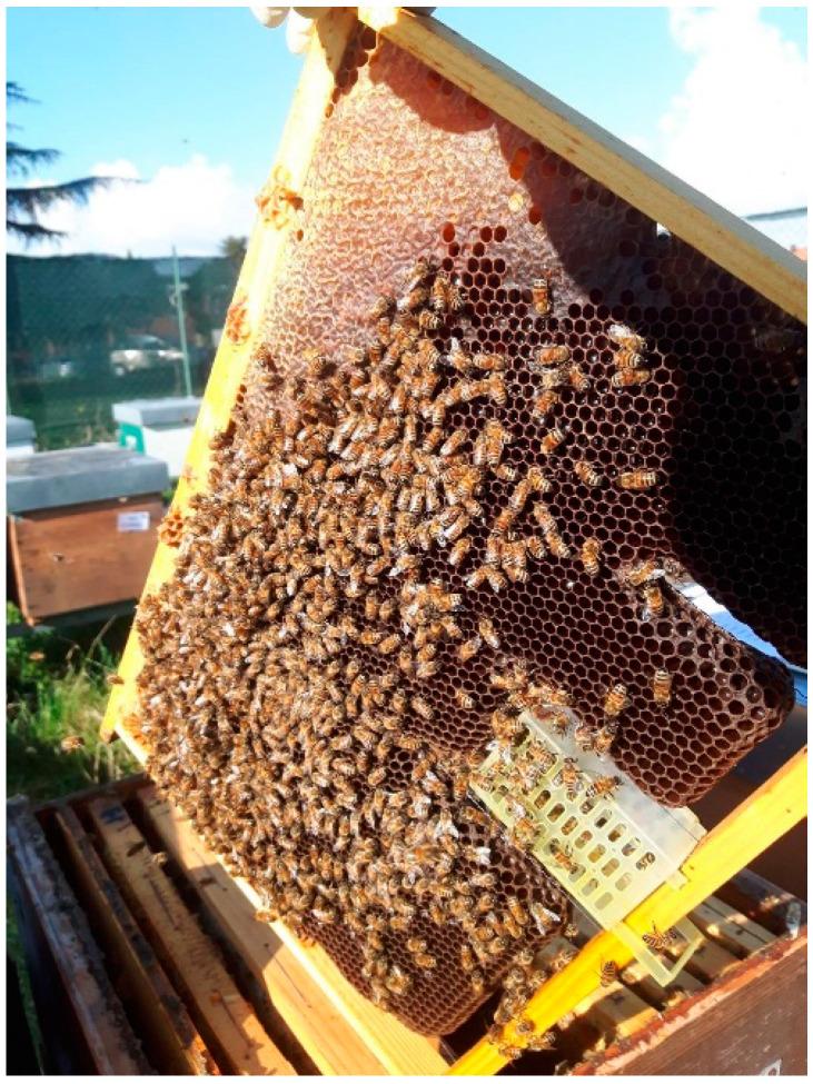 https://cdn.ncbi.nlm.nih.gov/pmc/blobs/c6cc/10889759/deff4c46d6e0/insects-15-00115-g001.jpg