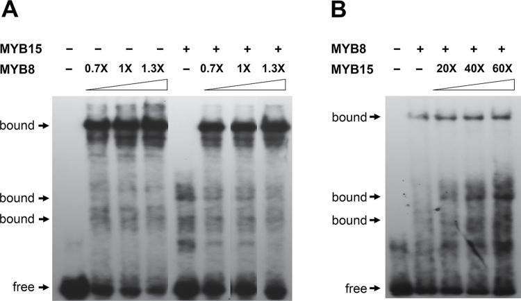 https://cdn.ncbi.nlm.nih.gov/pmc/blobs/c6d2/3904711/91d3937108aa/exbotj_ert398_f0003.jpg