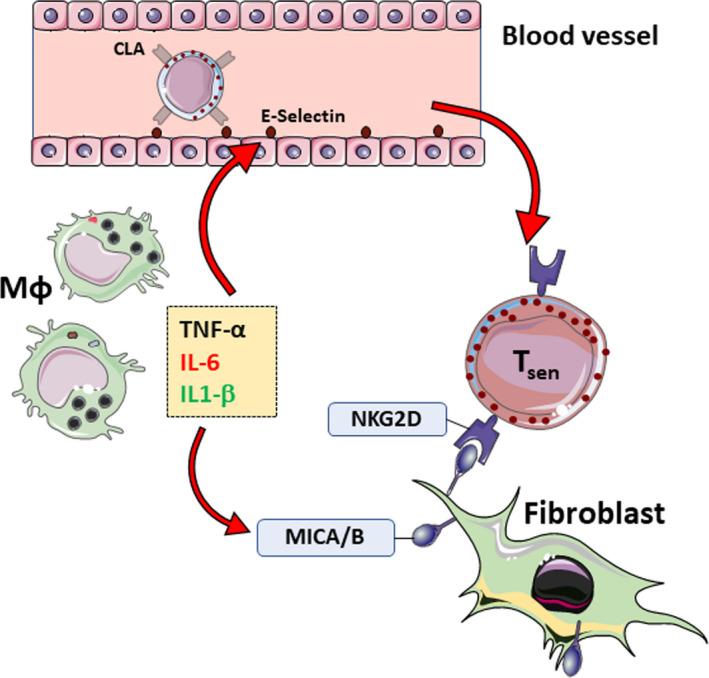 https://cdn.ncbi.nlm.nih.gov/pmc/blobs/c6d4/7744956/7be3da34fb7c/ACEL-19-e13272-g001.jpg