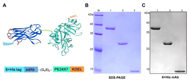 https://cdn.ncbi.nlm.nih.gov/pmc/blobs/c6d6/8197099/3aec7ab13d5d/ijms-22-05501-g001.jpg