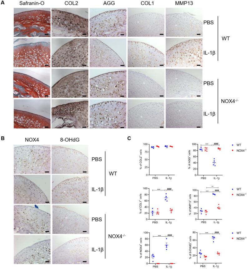 https://cdn.ncbi.nlm.nih.gov/pmc/blobs/c6d6/9945017/237ce6748579/rmdopen-2022-002856f04.jpg