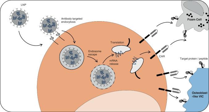 https://cdn.ncbi.nlm.nih.gov/pmc/blobs/c6da/11680629/7070173cfc50/10557_2024_7608_Fig2_HTML.jpg