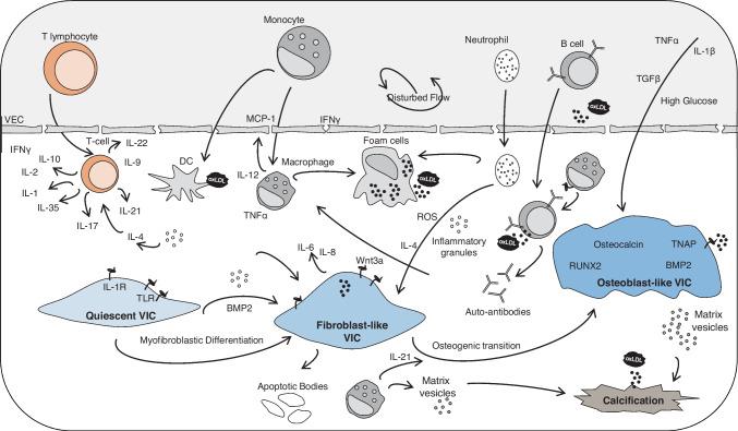 https://cdn.ncbi.nlm.nih.gov/pmc/blobs/c6da/11680629/e0c939827233/10557_2024_7608_Fig1_HTML.jpg
