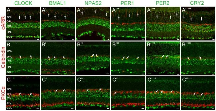 https://cdn.ncbi.nlm.nih.gov/pmc/blobs/c6dc/3506613/0caf4f6179d4/pone.0050602.g003.jpg