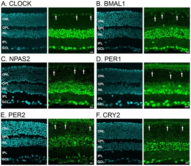 https://cdn.ncbi.nlm.nih.gov/pmc/blobs/c6dc/3506613/192ff9a0ceb6/pone.0050602.g001.jpg