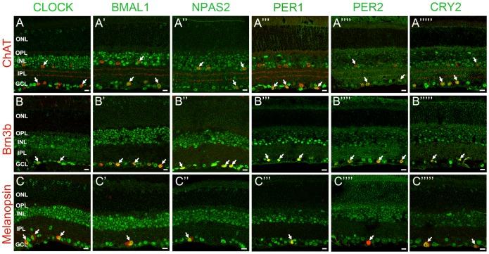 https://cdn.ncbi.nlm.nih.gov/pmc/blobs/c6dc/3506613/a9c6839dbf8f/pone.0050602.g005.jpg