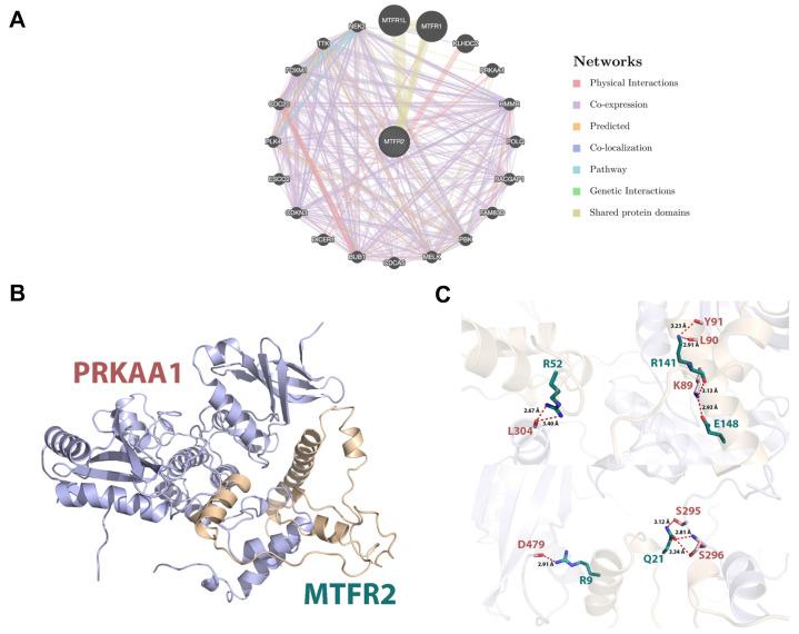 https://cdn.ncbi.nlm.nih.gov/pmc/blobs/c6df/8120185/64788ad90373/jcav12p3611g006.jpg