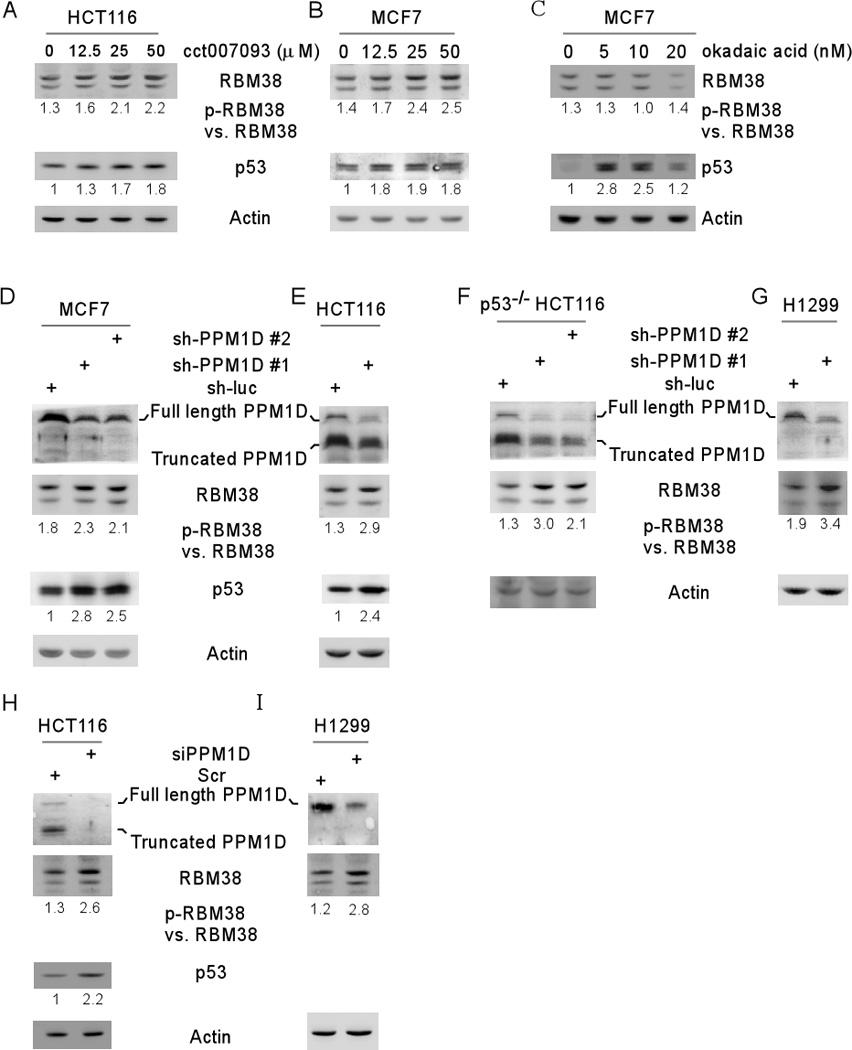 https://cdn.ncbi.nlm.nih.gov/pmc/blobs/c6e1/4589422/34f41cd32da2/nihms659293f4.jpg
