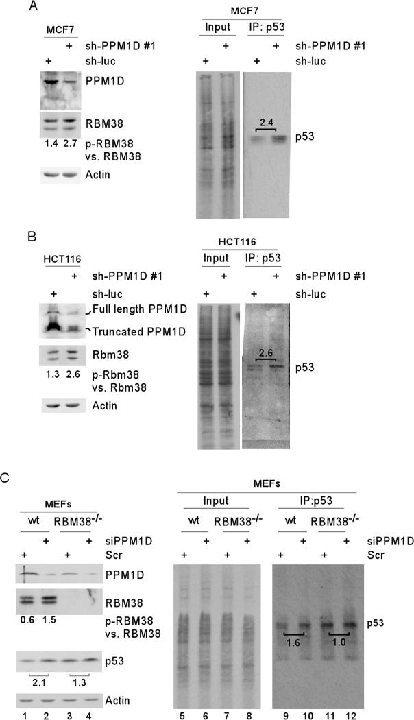 https://cdn.ncbi.nlm.nih.gov/pmc/blobs/c6e1/4589422/ae3416d94918/nihms659293f7.jpg
