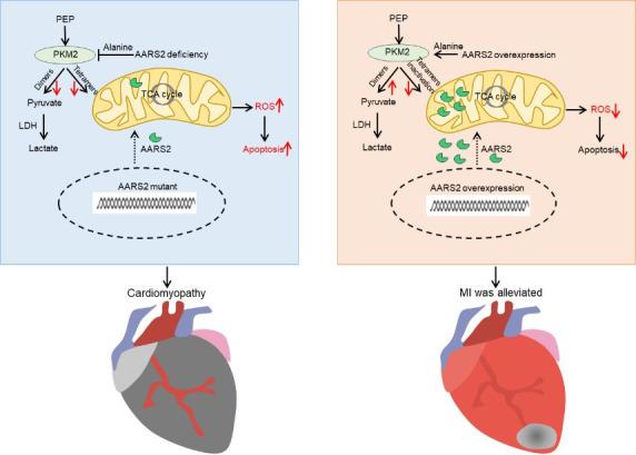https://cdn.ncbi.nlm.nih.gov/pmc/blobs/c6e2/12080999/4b1f206f01d2/elife-99670-sa3-fig7.jpg