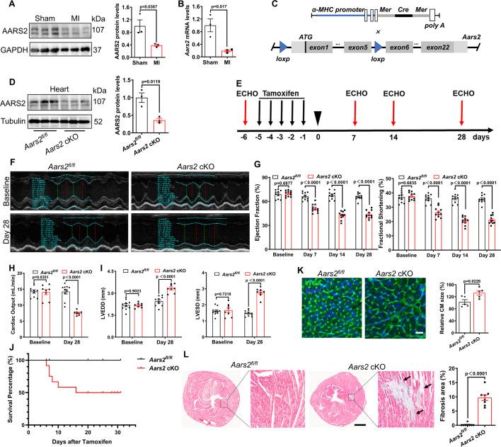 https://cdn.ncbi.nlm.nih.gov/pmc/blobs/c6e2/12080999/f009a378daa2/elife-99670-fig1.jpg