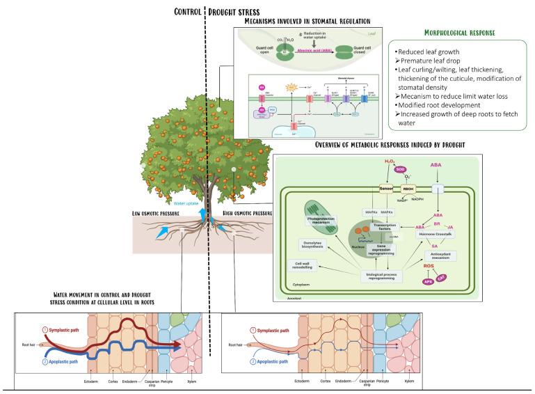 https://cdn.ncbi.nlm.nih.gov/pmc/blobs/c6e3/12196894/cfae3692feaf/plants-14-01769-g001.jpg