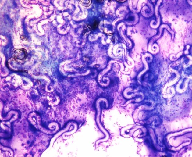 https://cdn.ncbi.nlm.nih.gov/pmc/blobs/c6e9/6783500/27cd8ea6c15a/fvets-06-00337-g0003.jpg
