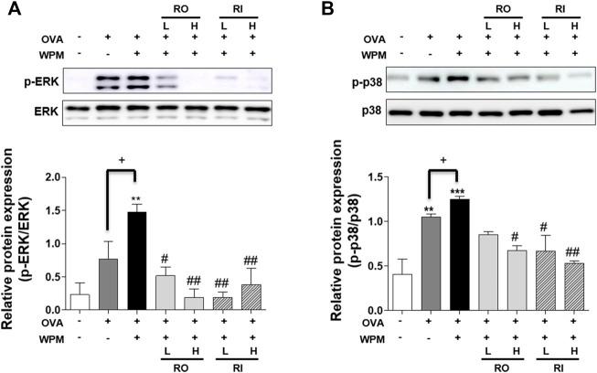 https://cdn.ncbi.nlm.nih.gov/pmc/blobs/c6e9/9274115/5515377ce372/fphar-13-925502-g007.jpg