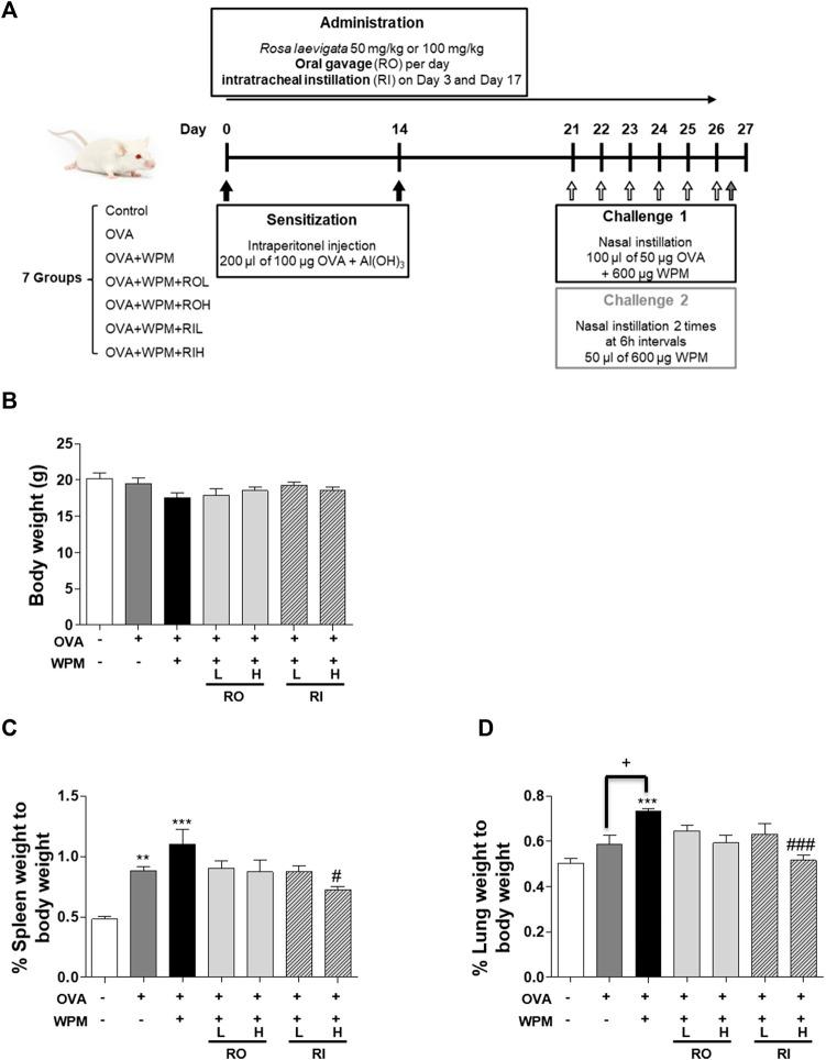 https://cdn.ncbi.nlm.nih.gov/pmc/blobs/c6e9/9274115/e4794c9d38fc/fphar-13-925502-g001.jpg