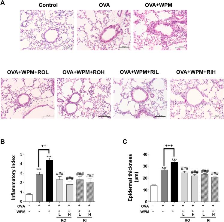 https://cdn.ncbi.nlm.nih.gov/pmc/blobs/c6e9/9274115/f37bb8eb73c7/fphar-13-925502-g002.jpg