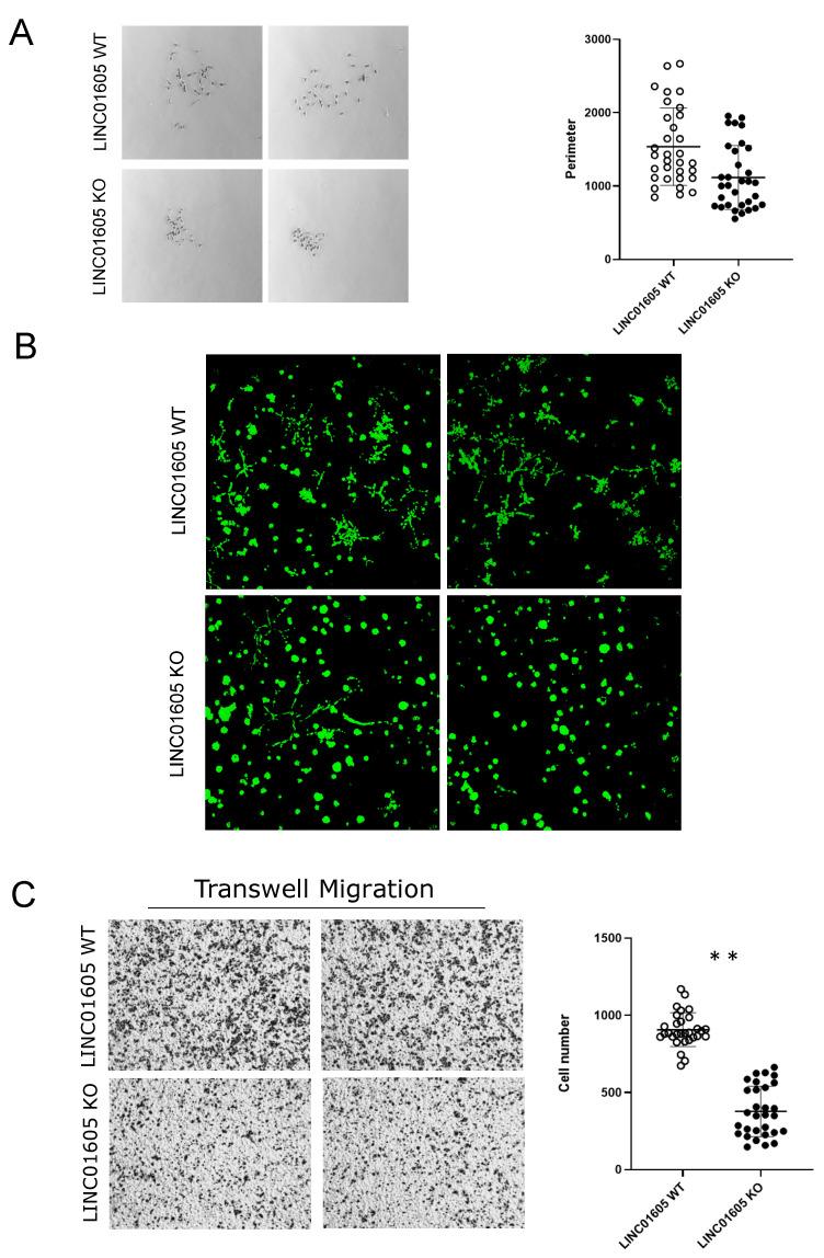 https://cdn.ncbi.nlm.nih.gov/pmc/blobs/c6ea/10531163/179c2d8559e6/ijms-24-13736-g004.jpg
