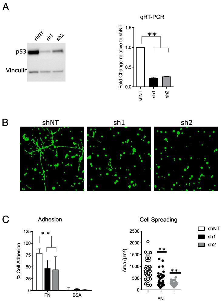 https://cdn.ncbi.nlm.nih.gov/pmc/blobs/c6ea/10531163/76995665716f/ijms-24-13736-g001.jpg