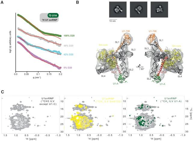 https://cdn.ncbi.nlm.nih.gov/pmc/blobs/c6eb/8216277/400f16f0d319/gkab135fig2.jpg