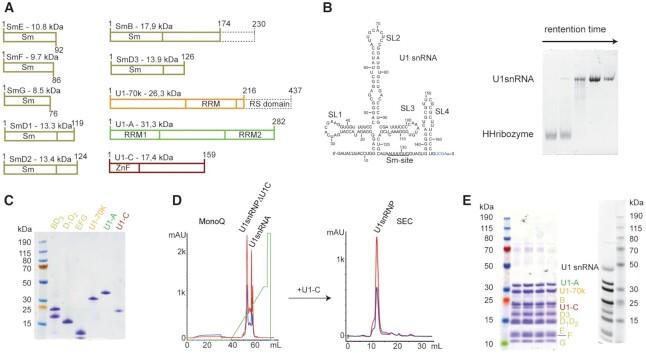 https://cdn.ncbi.nlm.nih.gov/pmc/blobs/c6eb/8216277/c67514731467/gkab135fig1.jpg